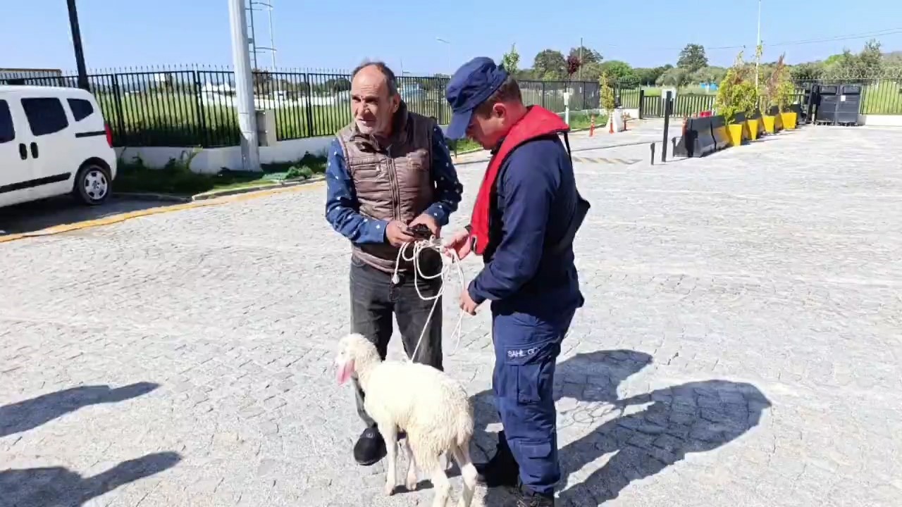 Denizde s&uuml;r&uuml;klenen kuzuyu Sahil G&uuml;venlik kurtardı
