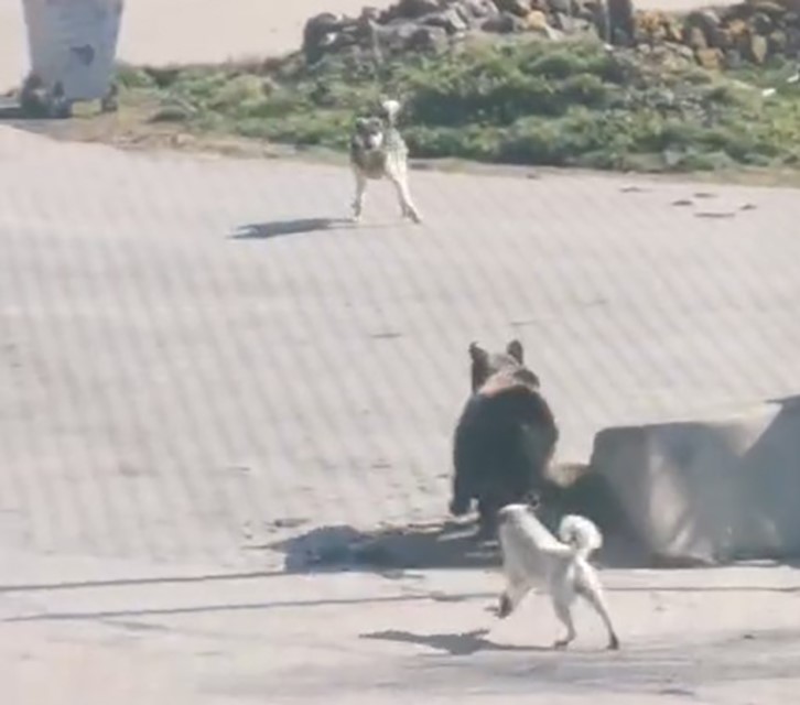 Kış uykusundan uyanıp köye inen ayıyı köpekler kovaladı: O anlar kamerada