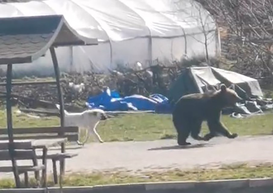 Kış uykusundan uyanıp köye inen ayıyı köpekler kovaladı: O anlar kamerada