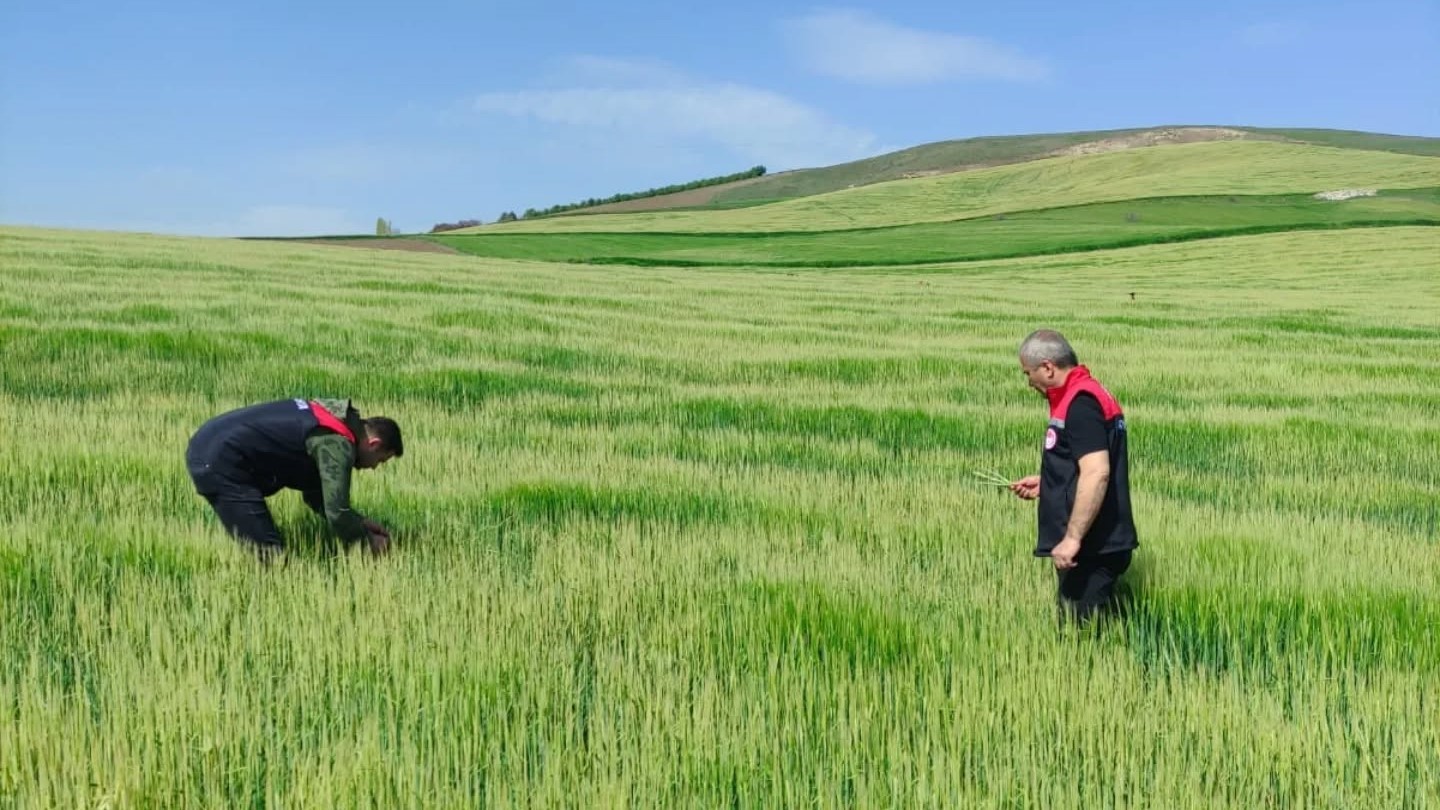 Amasya’da zarar gören arazilerdeki tespit çalışmaları sürüyor
