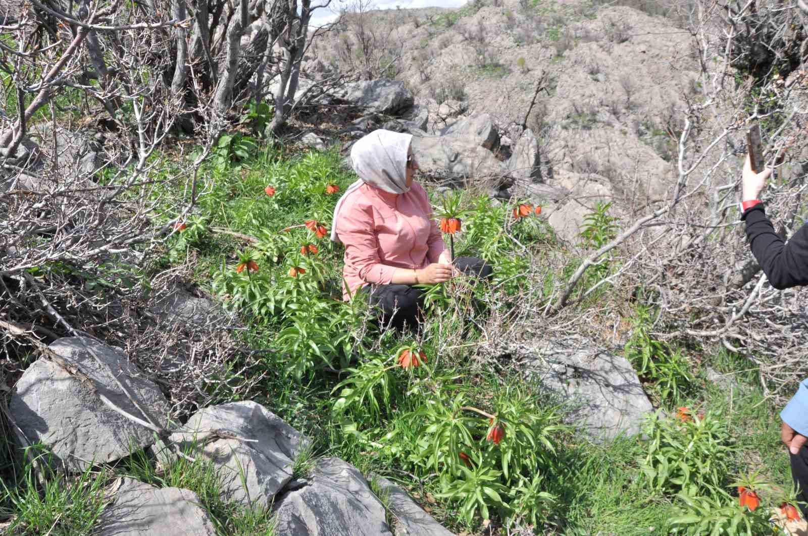 Yüzlerce kişi 20 günlük ömrü olan ters laleleri görmek için dağa tırmandı