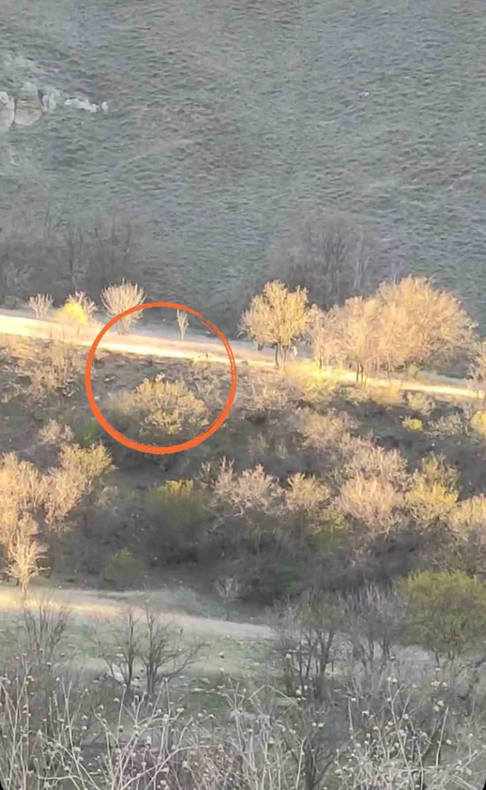 Yüksekova’da domuz sürüsü görüntülendi