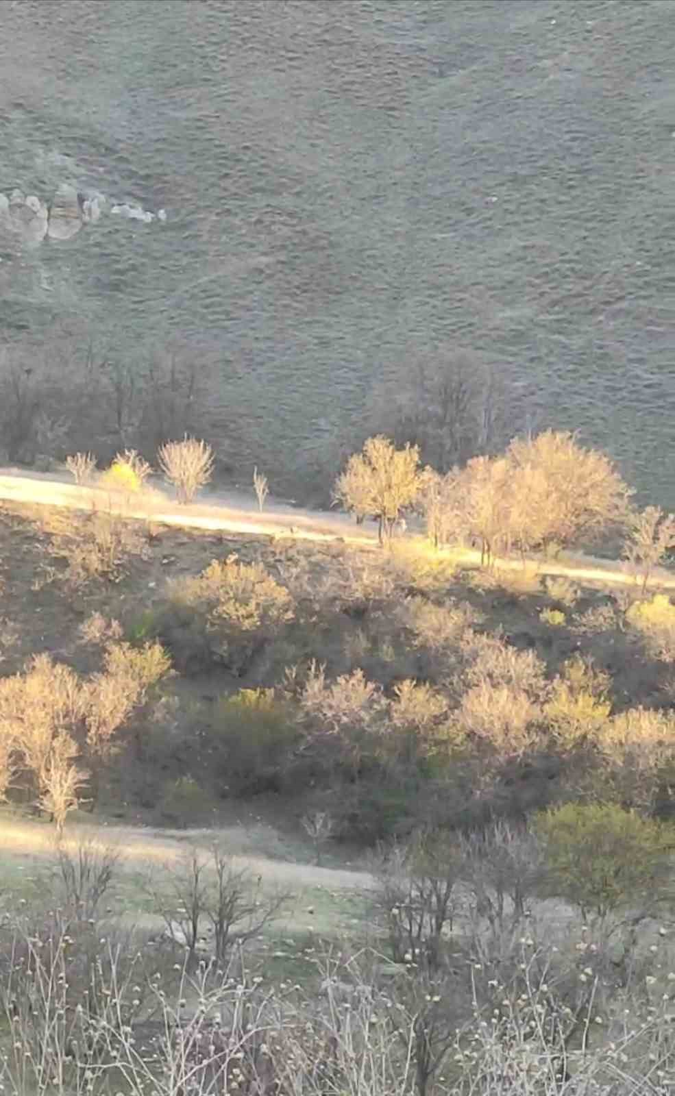 Yüksekova’da domuz sürüsü görüntülendi