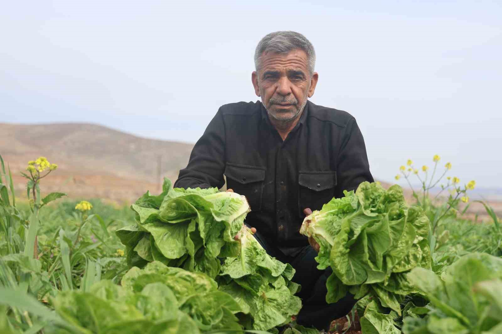 Amik Ovası’nda yaşanan kuraklık marul hasadında verimi olumsuz etkiledi