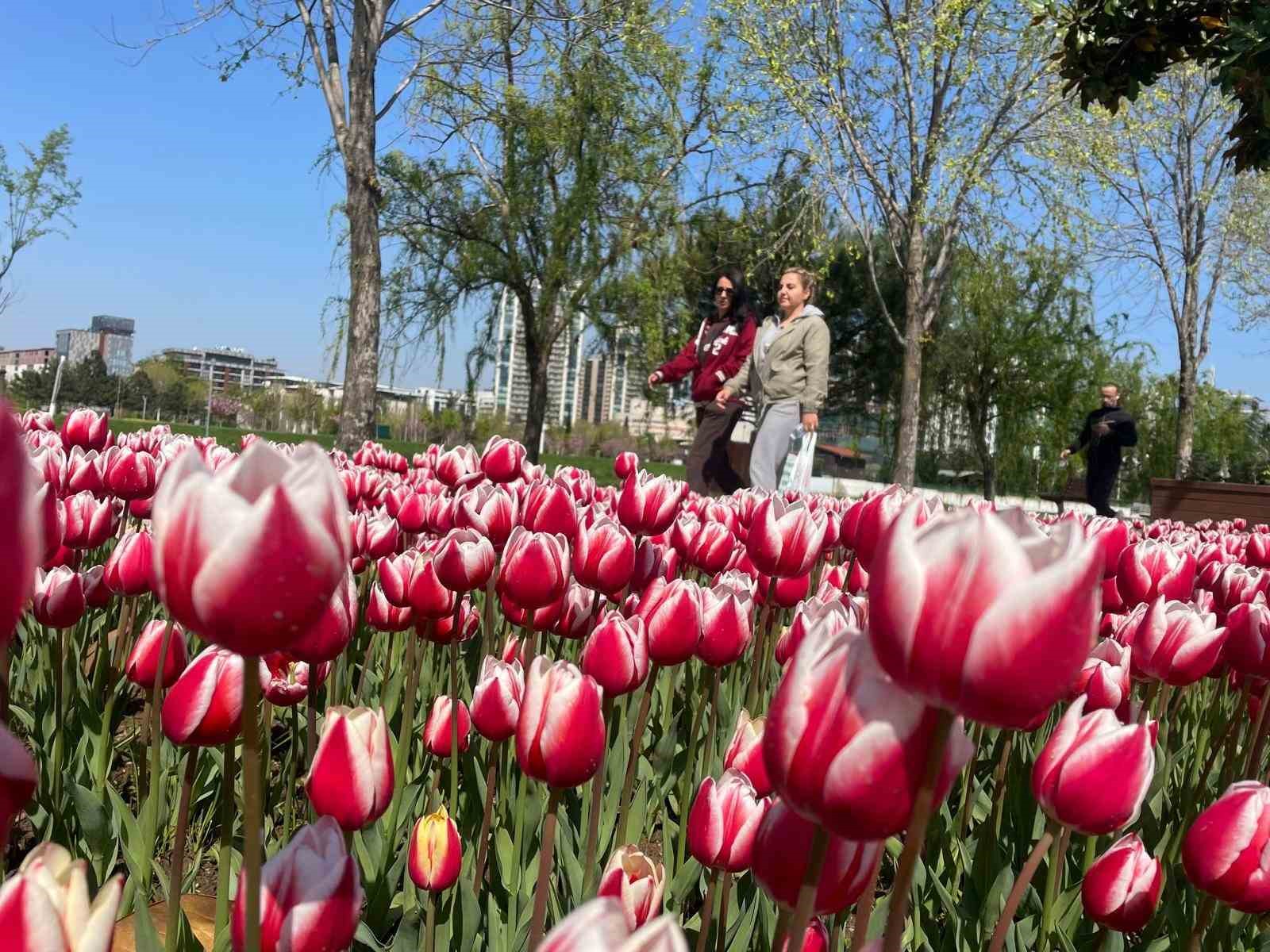 Bursa’ya lale çok yakışıyor
