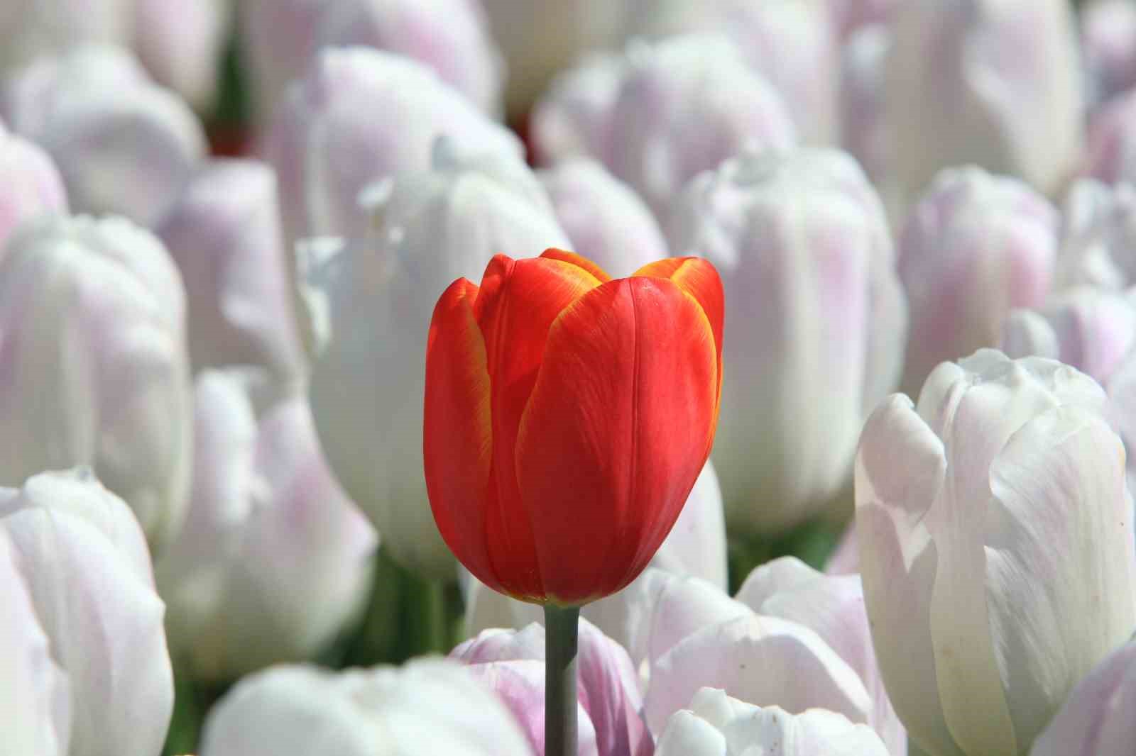 Bursa’ya lale çok yakışıyor