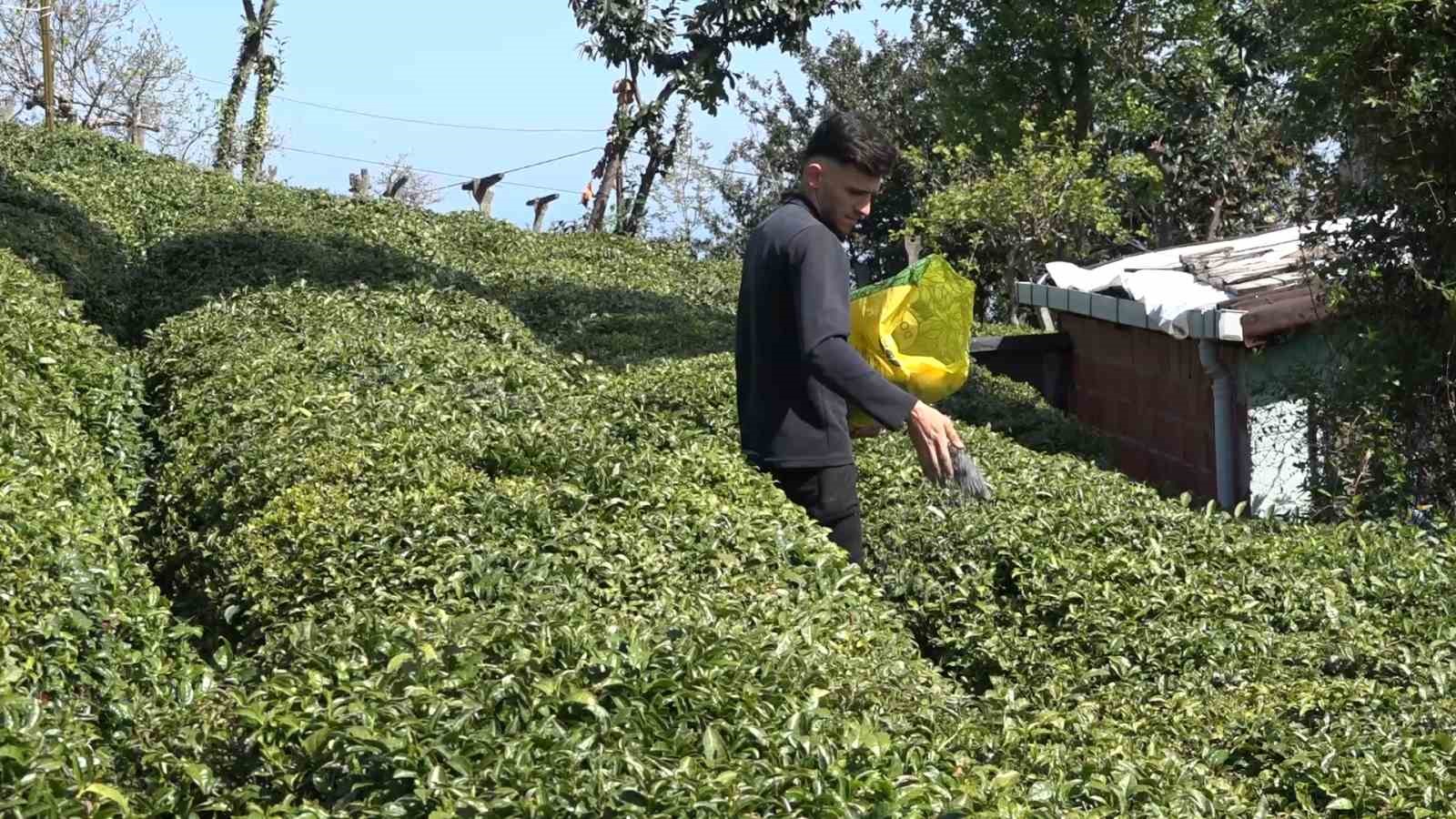 Yaş çay üreticileri son hazırlıklarını tamamlıyor