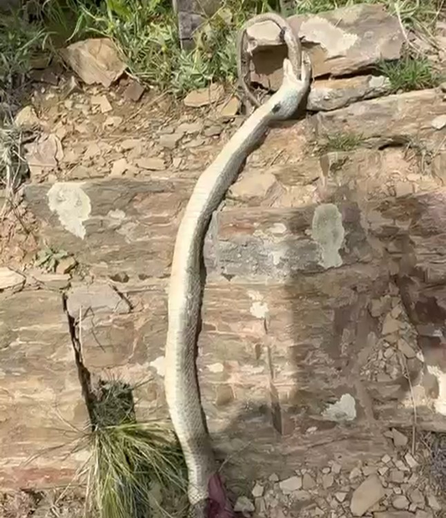 Hakkari’de bir yılan başka bir yılanı yerken görüntülendi
