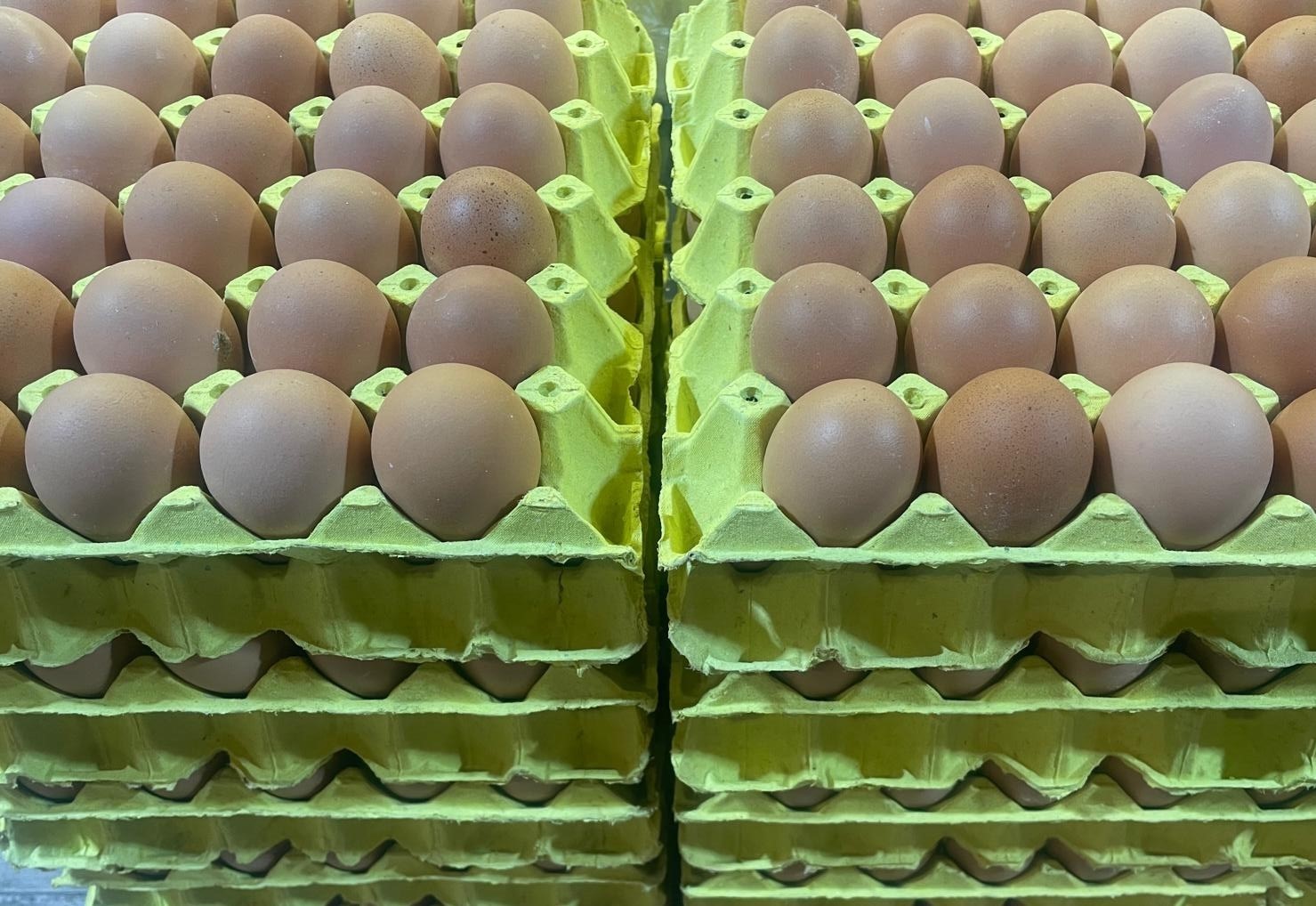 Üniversiteli tavukların yumurtaları daha hesaplı