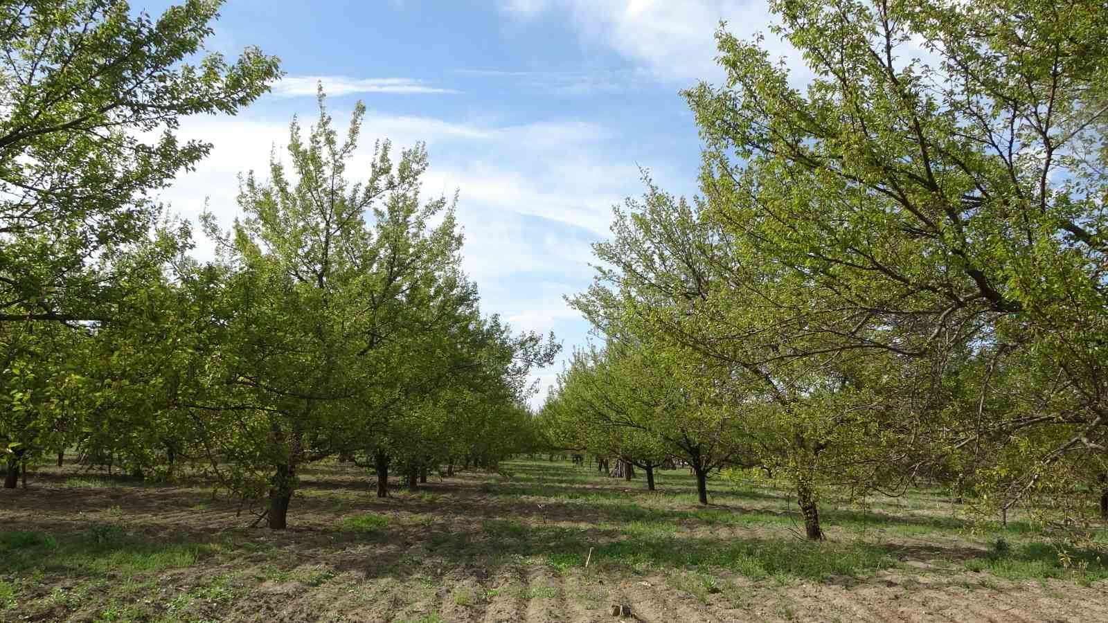 Ağaçlara su püskürtülerek uygulanan buzlama yöntemi zirai donu engelledi