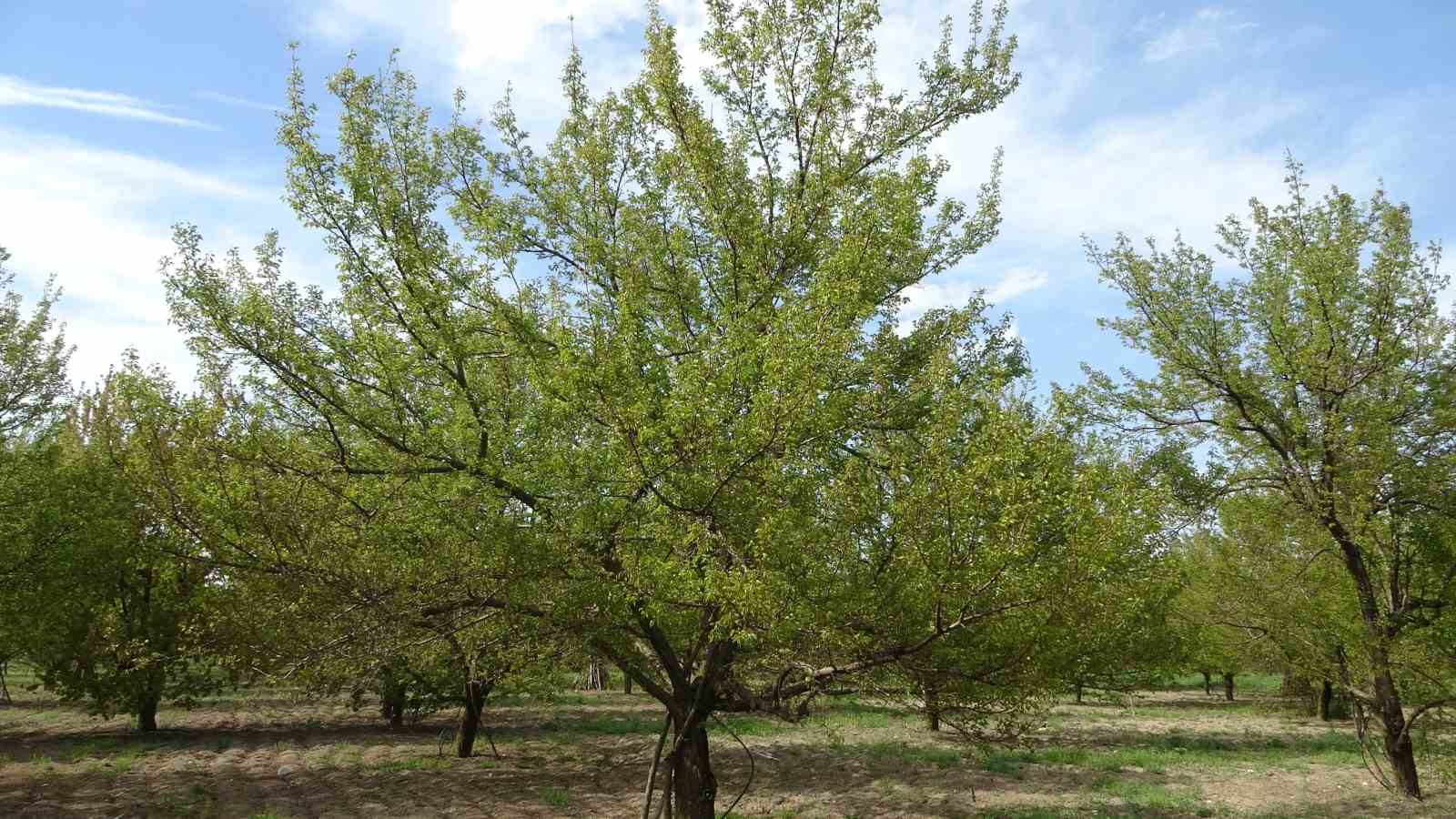 Ağa&ccedil;lara su p&uuml;sk&uuml;rt&uuml;lerek uygulanan buzlama y&ouml;ntemi zirai donu engelledi
