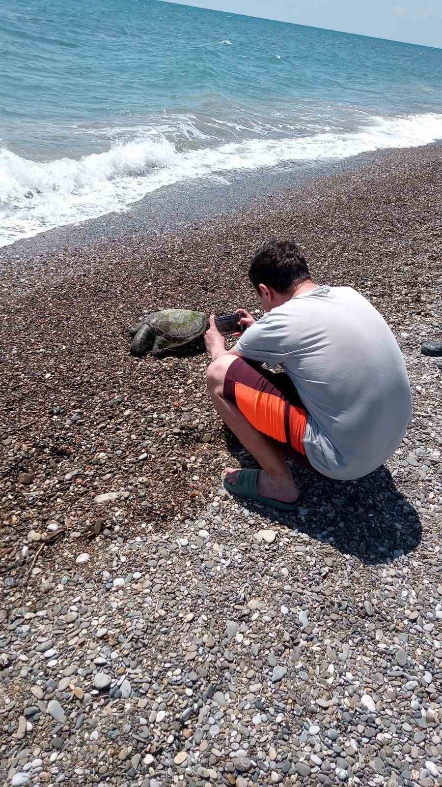 Serik’te ölü caretta caretta sahile vurdu