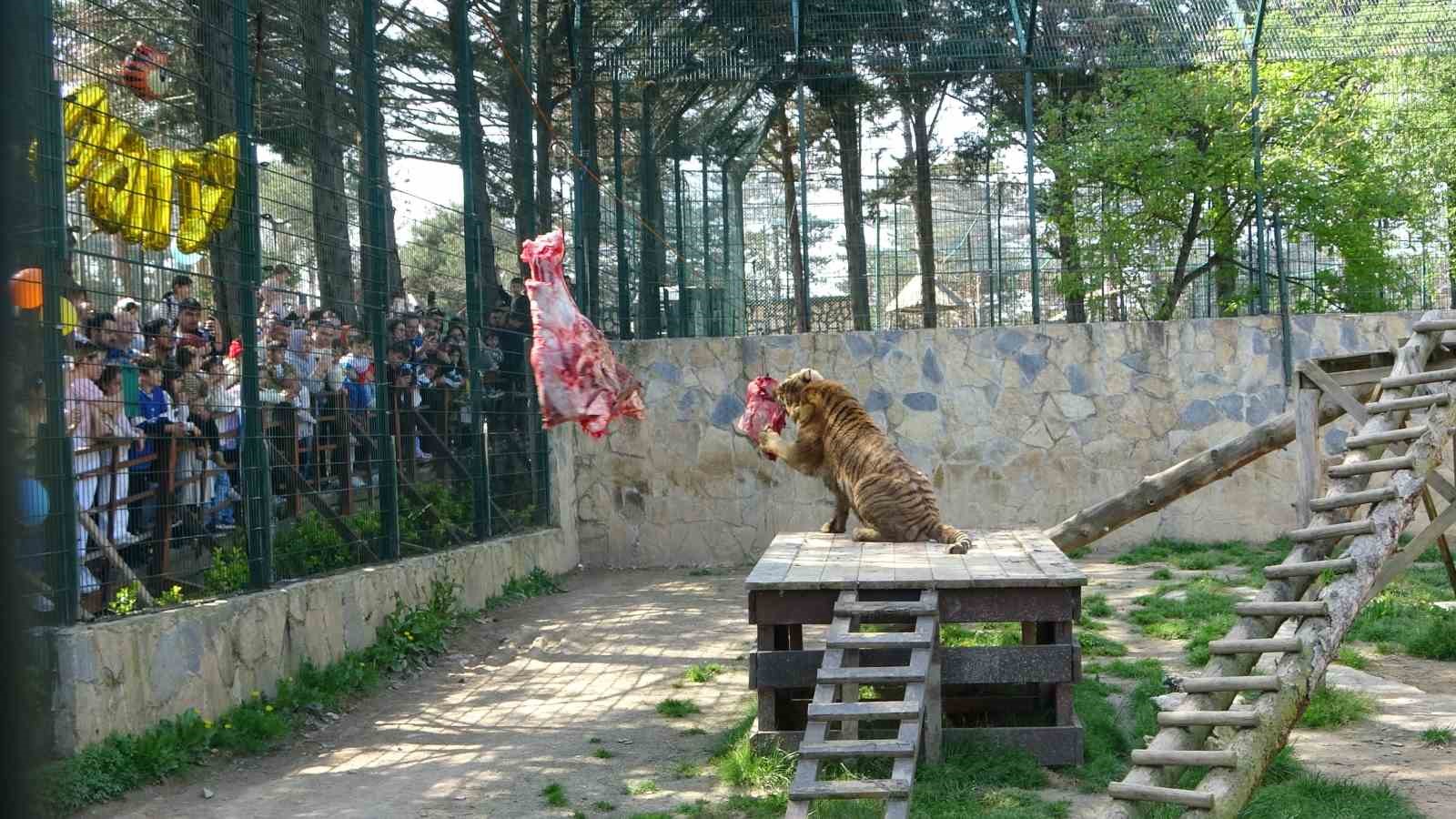 Çekmeköy Hayvanat Bahçesi’nde kaplan Kimbo ve Çilek’e 6. yaş günü sürprizi