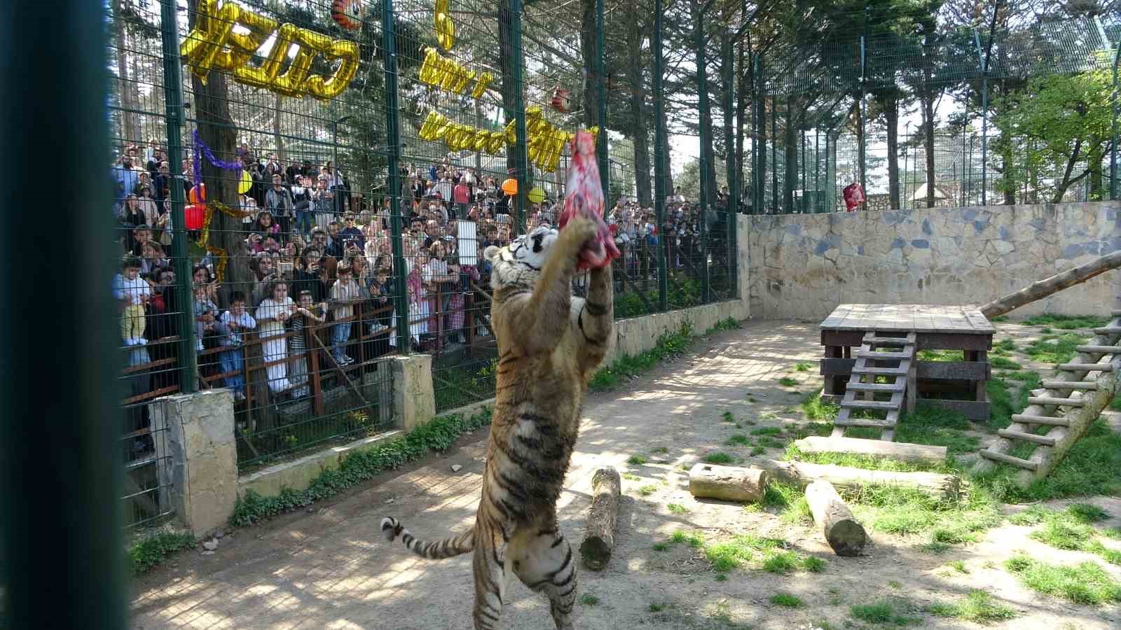 &Ccedil;ekmek&ouml;y Hayvanat Bah&ccedil;esi&rsquo;nde kaplan Kimbo ve &Ccedil;ilek&rsquo;e 6. yaş g&uuml;n&uuml; s&uuml;rprizi
