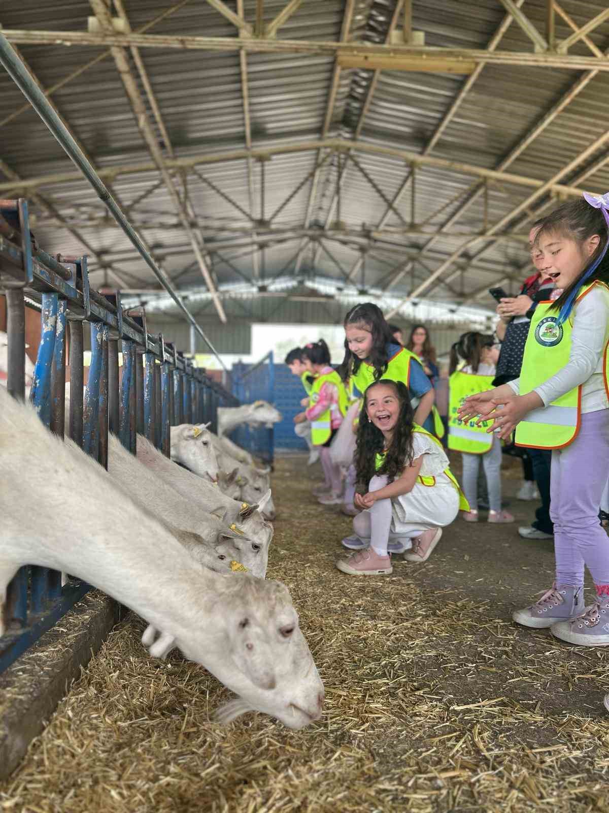 Anaokulu öğrencileri sütün serüvenini inceledi