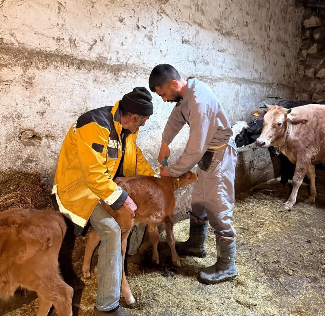 Diyadin&rsquo;de b&uuml;y&uuml;kbaş hayvanlar i&ccedil;in aşılama ve k&uuml;peleme seferberliği
