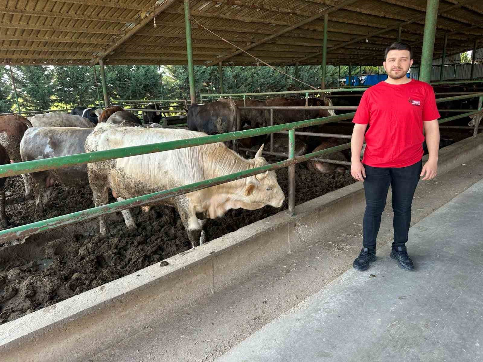 Kurbanlık fiyatlarında geçen yıla oranla büyük değişiklik yok