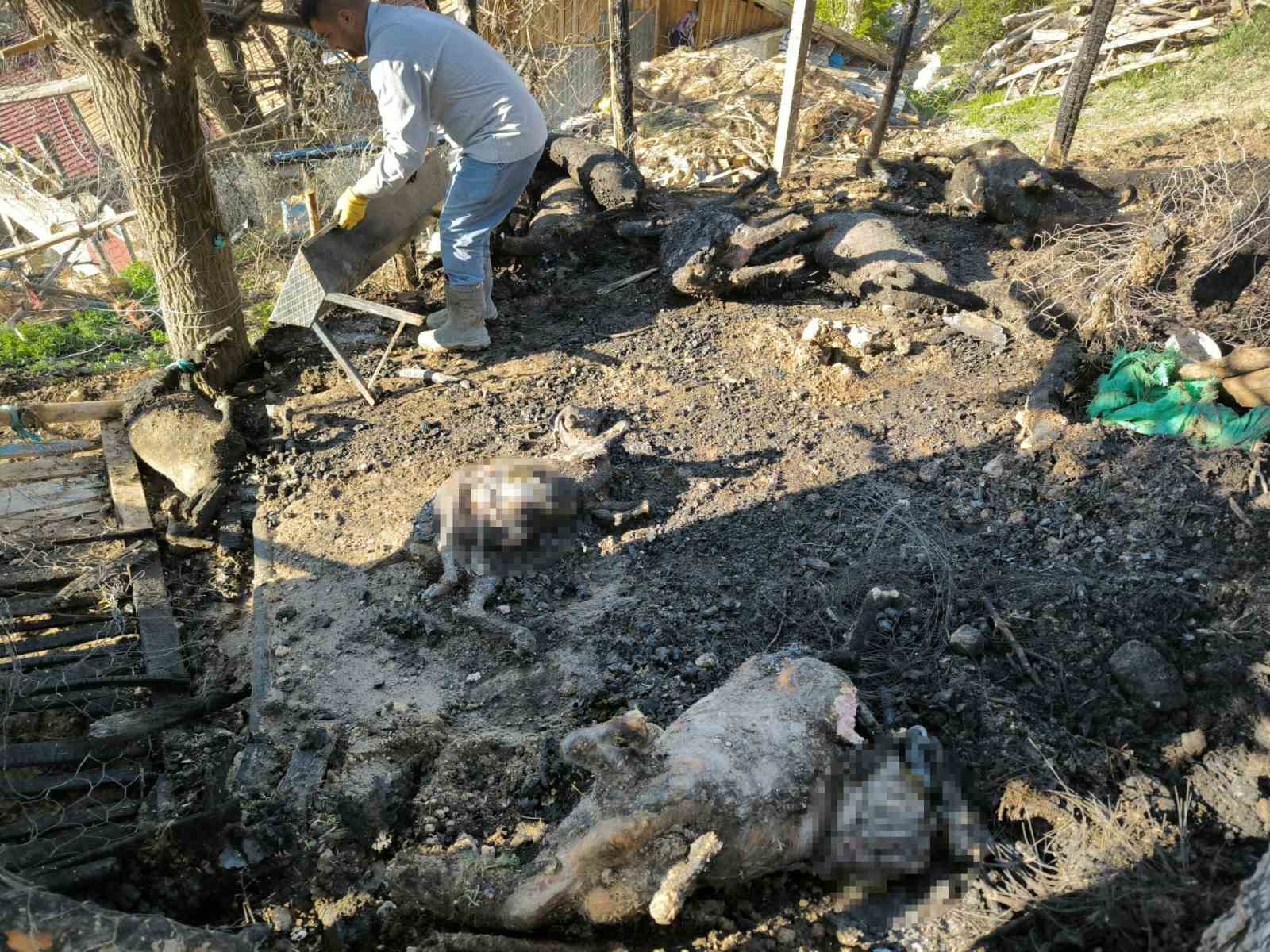 Karaman’da çıkan yangında 11 küçükbaş hayvan telef oldu