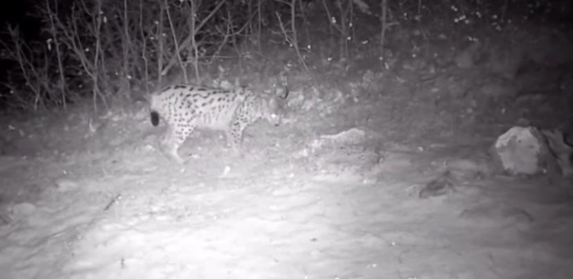 "Ormanın hayaleti" vaşak doğal ortamında kaydedildi
