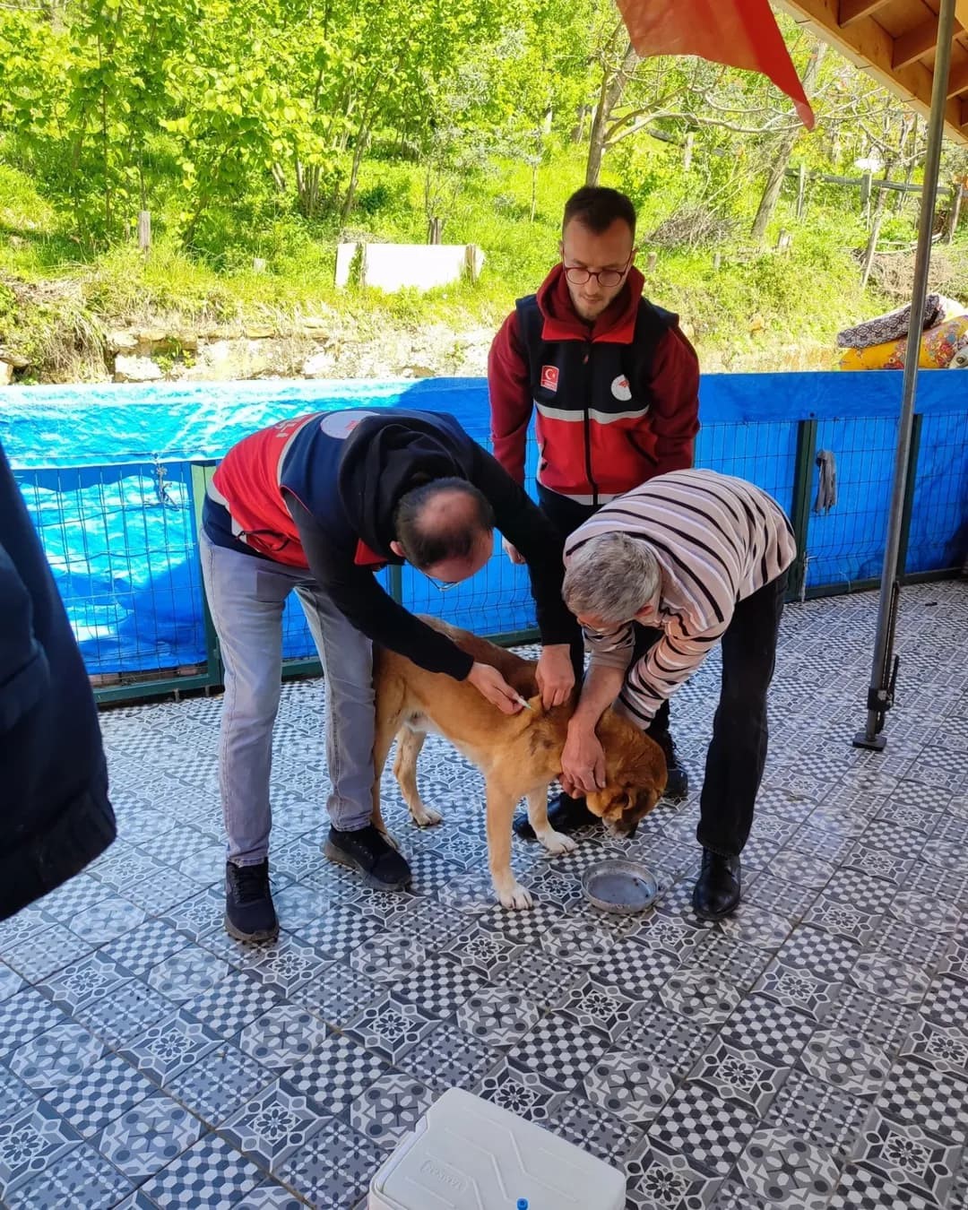 T&uuml;rkeli&rsquo;de sahipli k&ouml;peklere mikro&ccedil;ip uygulaması
