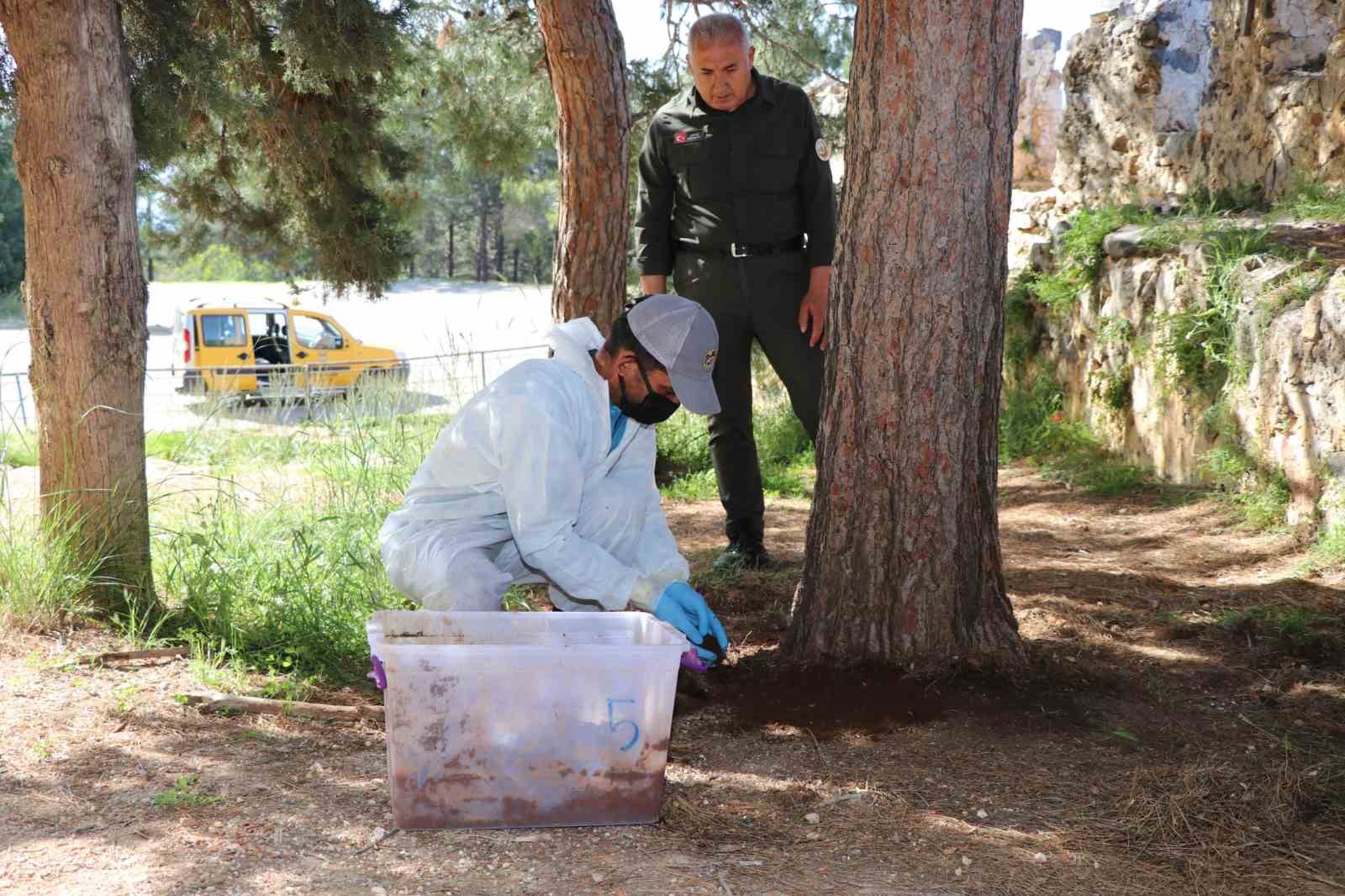 Alanya Belediyesi’nden biyolojik mücadele