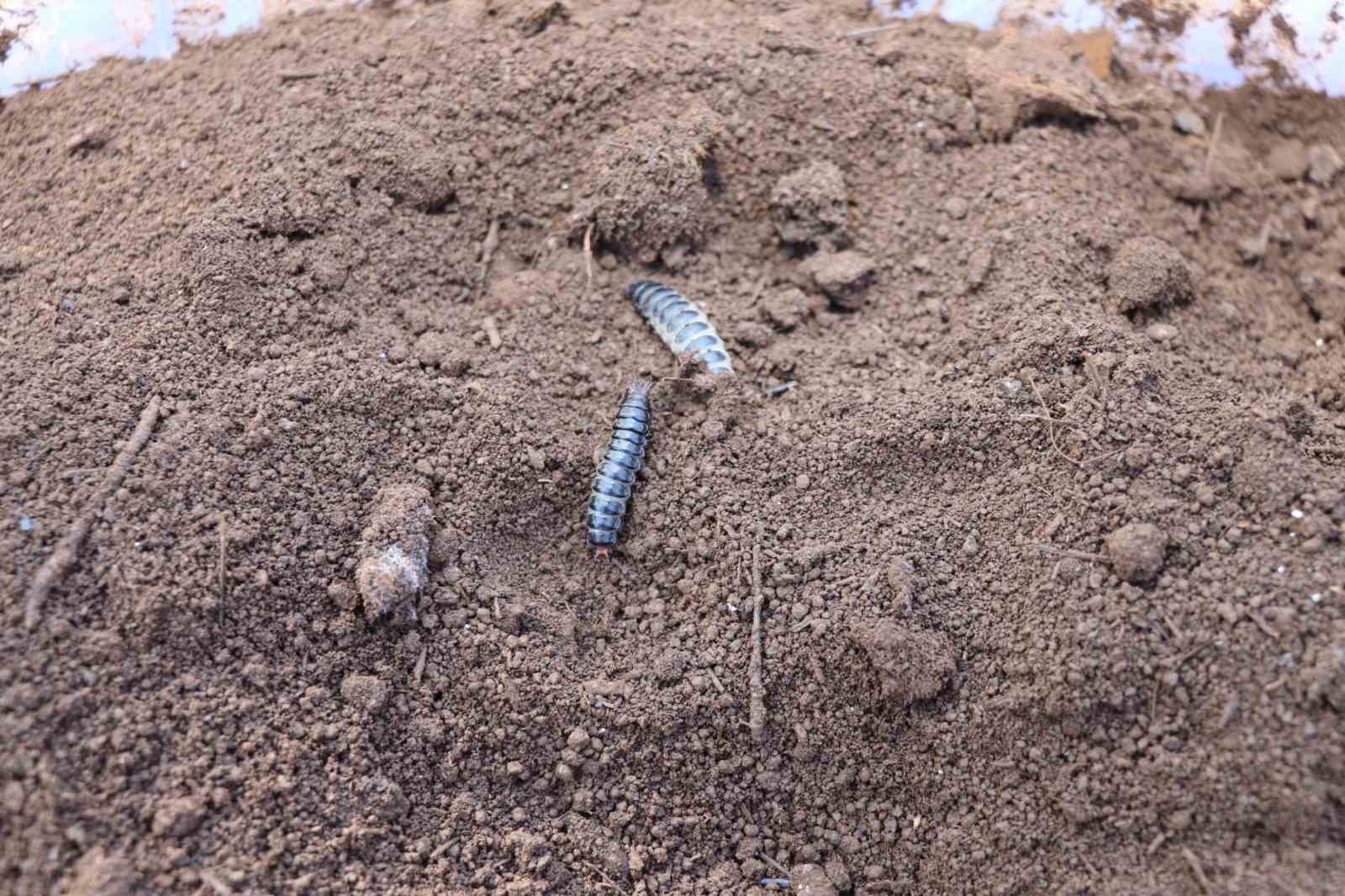 Alanya Belediyesi&rsquo;nden biyolojik m&uuml;cadele
