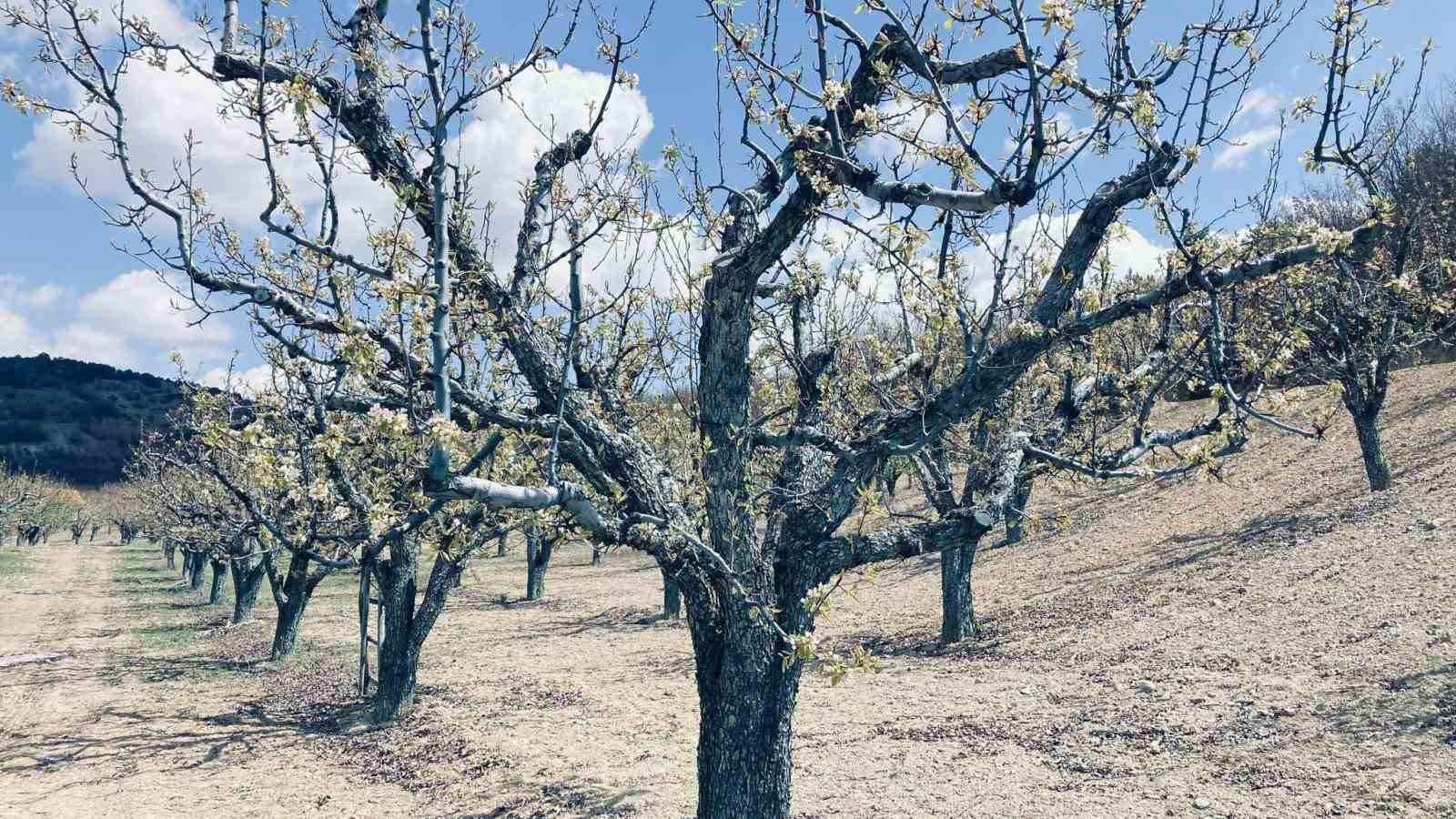 TZOB Başkanı Bayraktar: "Gövdesi yanan ağaçlar seneye de meyve vermeyebilir"