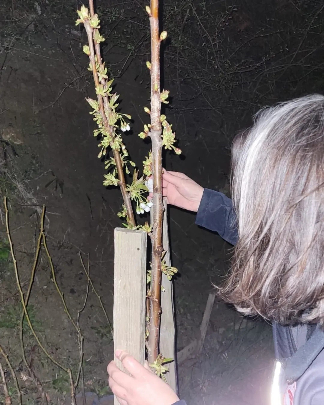 Türkeli’deki tarım arazilerinde hasar tespit çalışmaları başladı