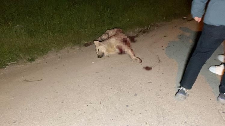 Hafif ticari araç köpeğe çarpıp tarlaya uçtu