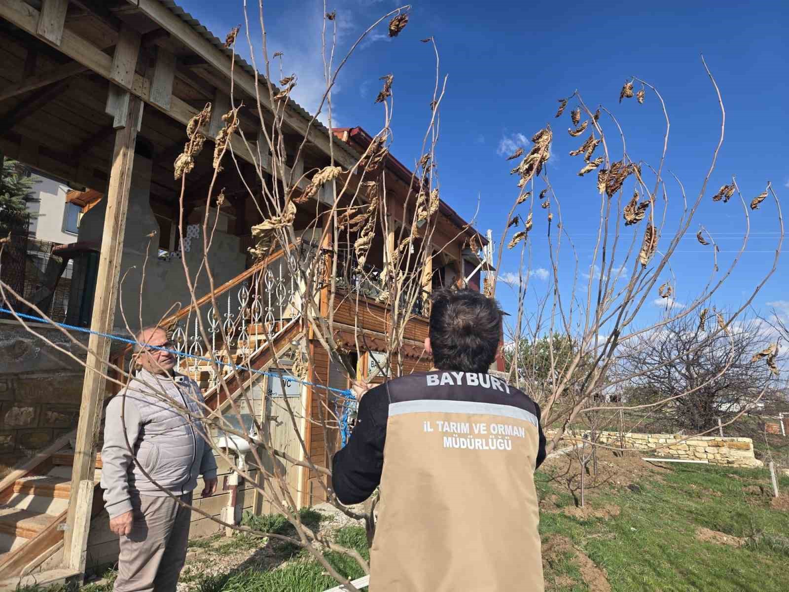 Bayburt’ta meyve ağaçlarında hastalık kontrolleri yapıldı
