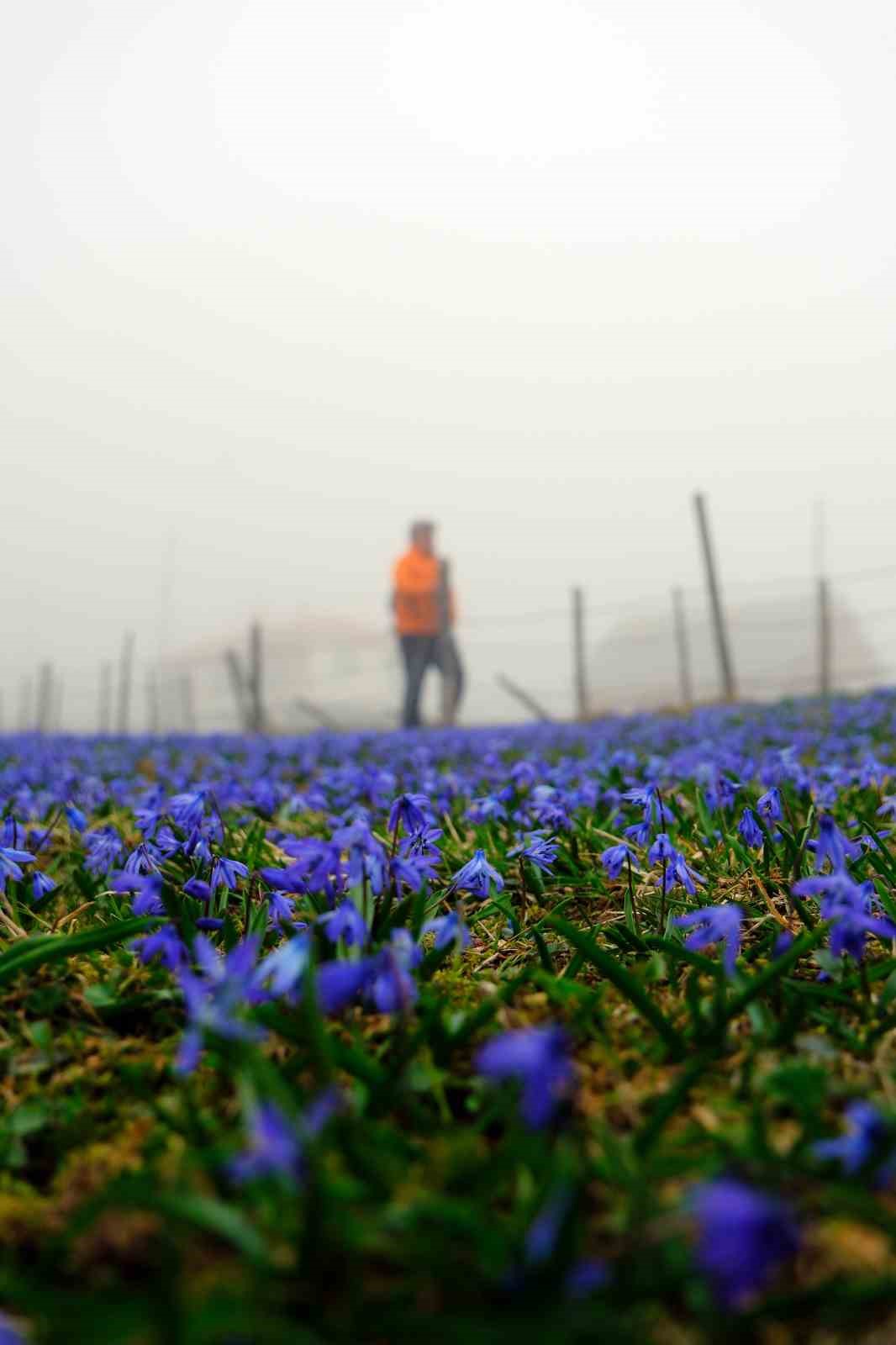 ’Mavi Yıldız’ çiçeklerini görmek için 11 kilometre yürüdüler