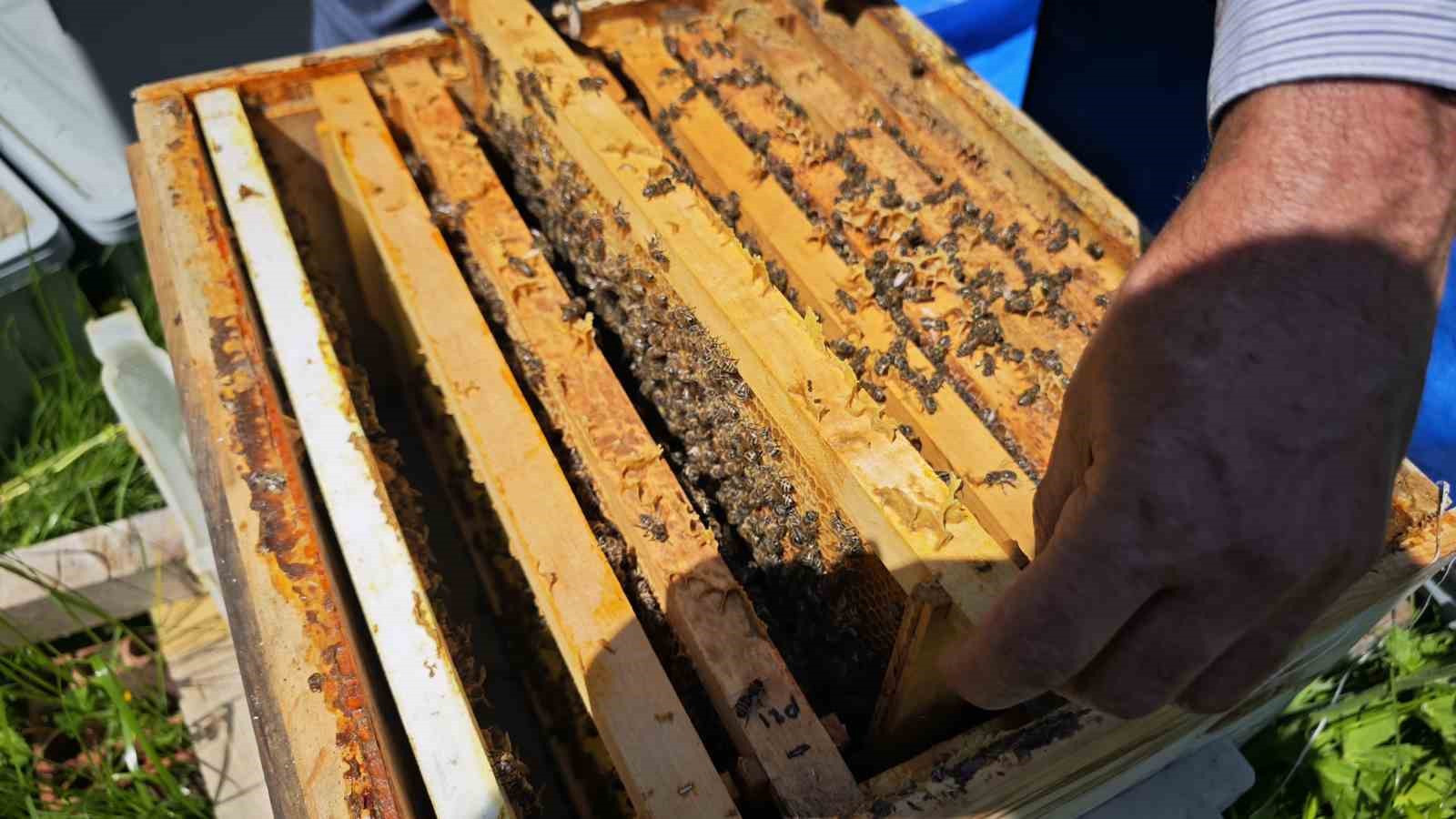 Zirai don Artvin’de arıcılığı vurdu, bu sezon bal üretiminde yüzde 60’a varan kayıp bekleniyor