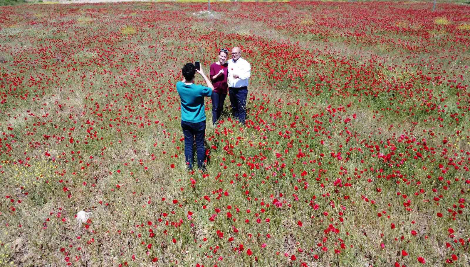 Tabloyu andıran görüntü: Özenle yetiştirilmiş gibi gelincik bahçesi