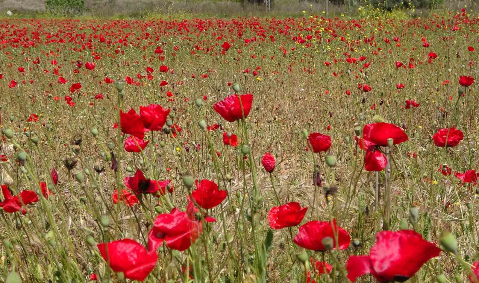 Tabloyu andıran g&ouml;r&uuml;nt&uuml;: &Ouml;zenle yetiştirilmiş gibi gelincik bah&ccedil;esi
