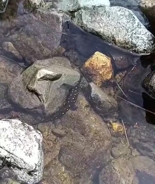 Elazığ’da Anadolu benekli semenderi görüntülendi