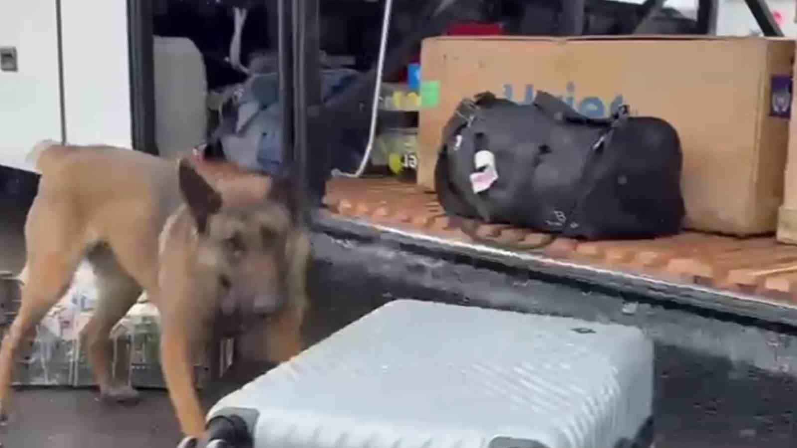 Narkotik madde arama köpeği HERA’dan kaçamadılar