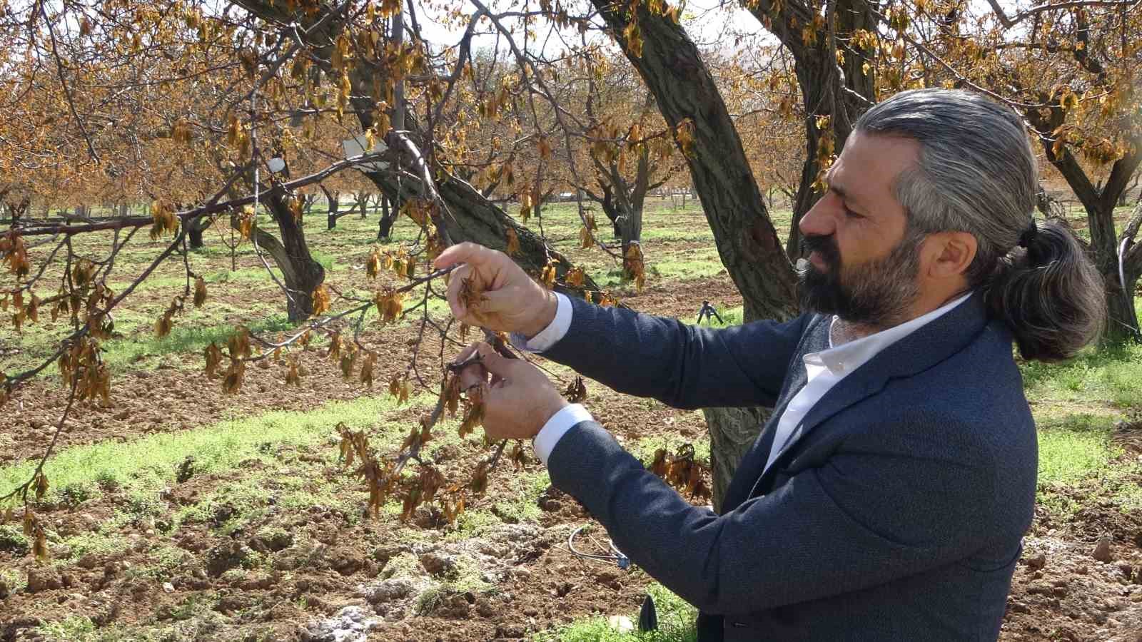 Malatya’da zirai dondan etkilenen ağaçlar için uzmanlardan önemli uyarı