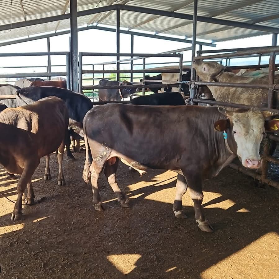 Tekirdağ’da kaçak hayvan sevkiyatına ağır ceza