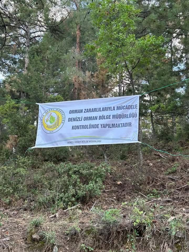 Denizli’de ağaçları kurutan böceklerle mücadele başlatıldı