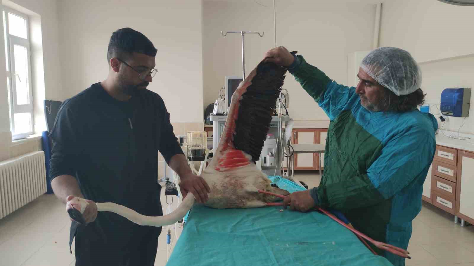 Bitlis’te yaralı bulunan flamingo Van’da tedavi altına alındı