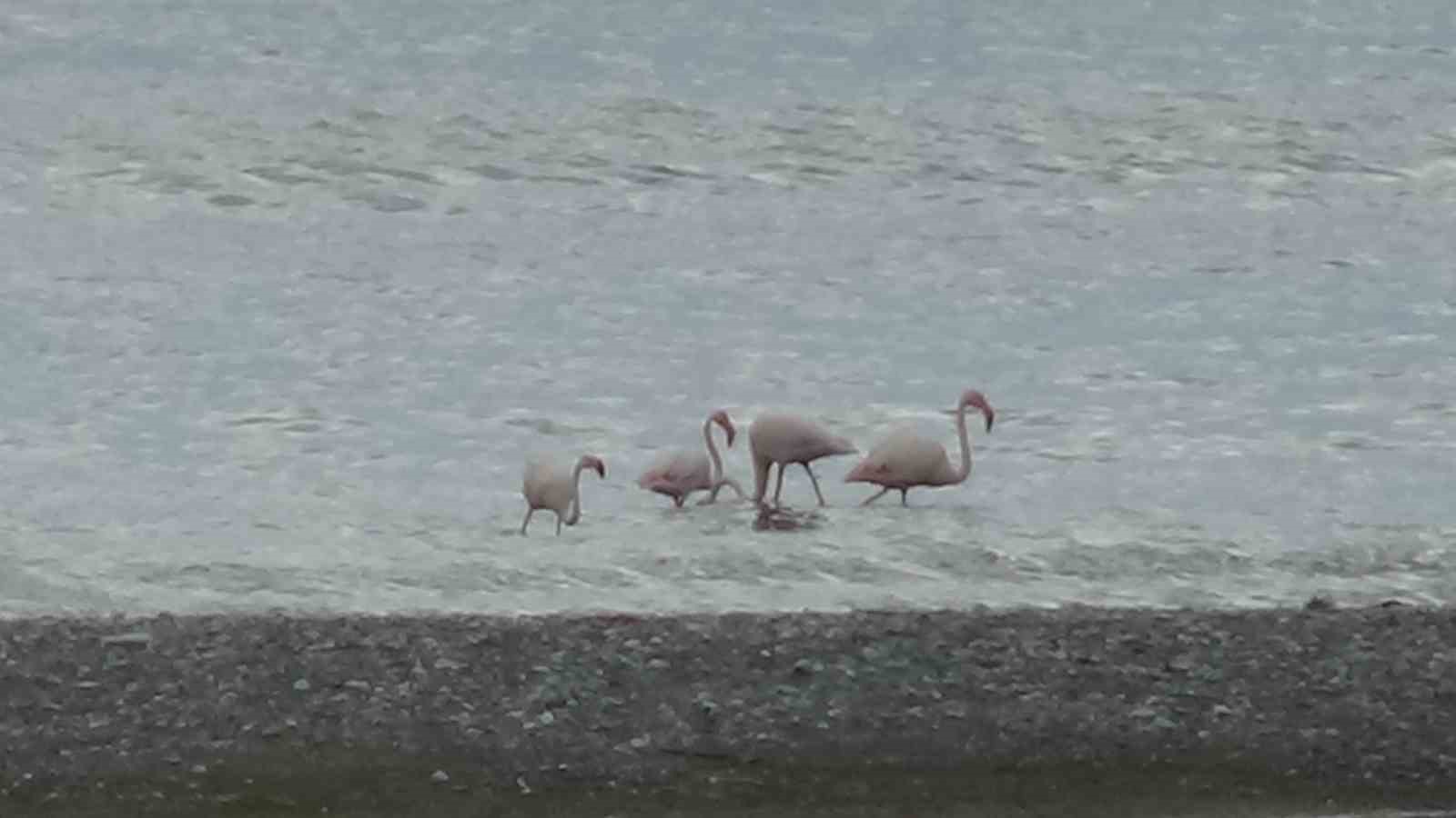 Bitlis&rsquo;te yaralı bulunan flamingo Van&rsquo;da tedavi altına alındı
