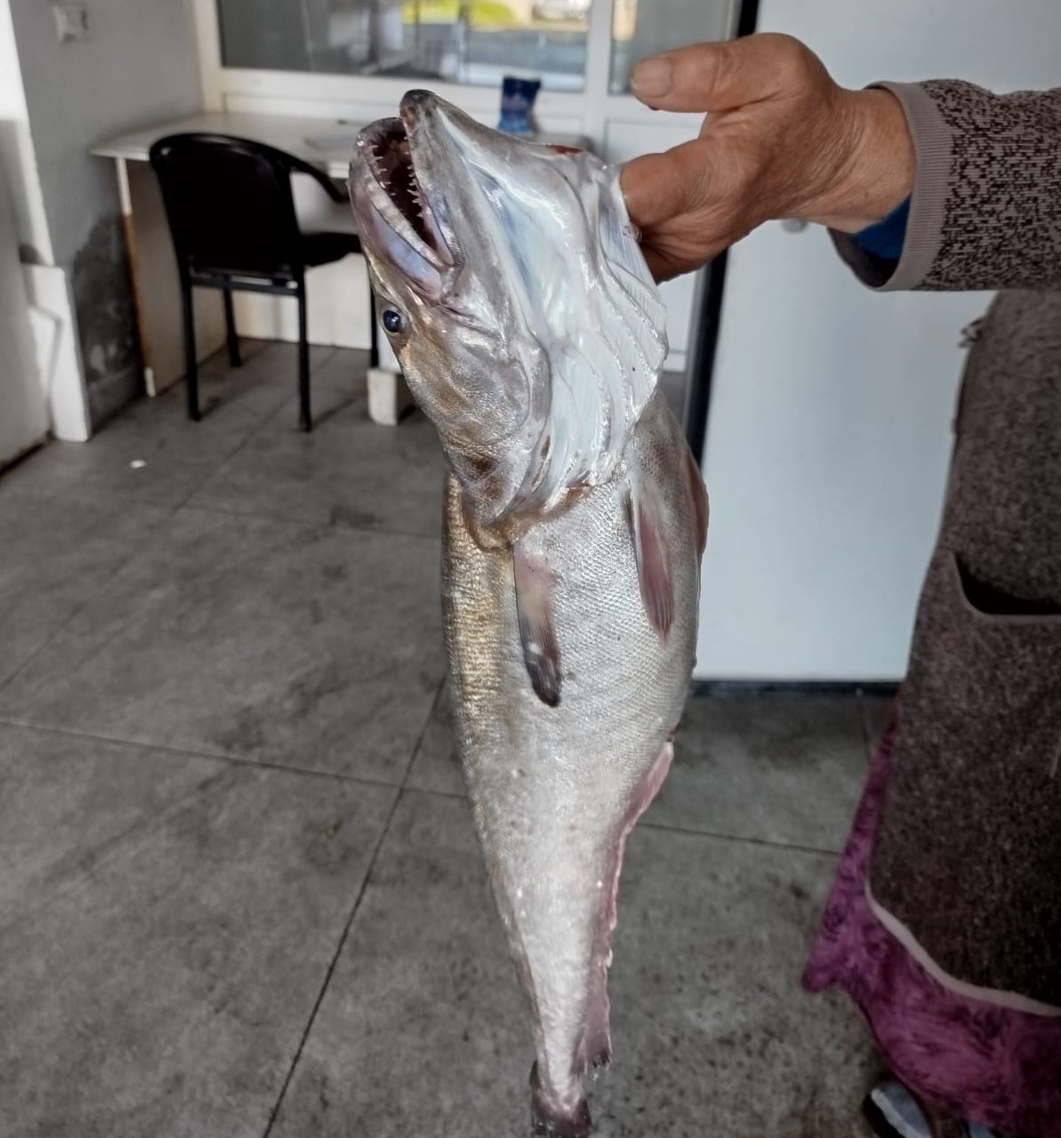 Ordulu balık&ccedil;ıların ağına dev mezgit takıldı
