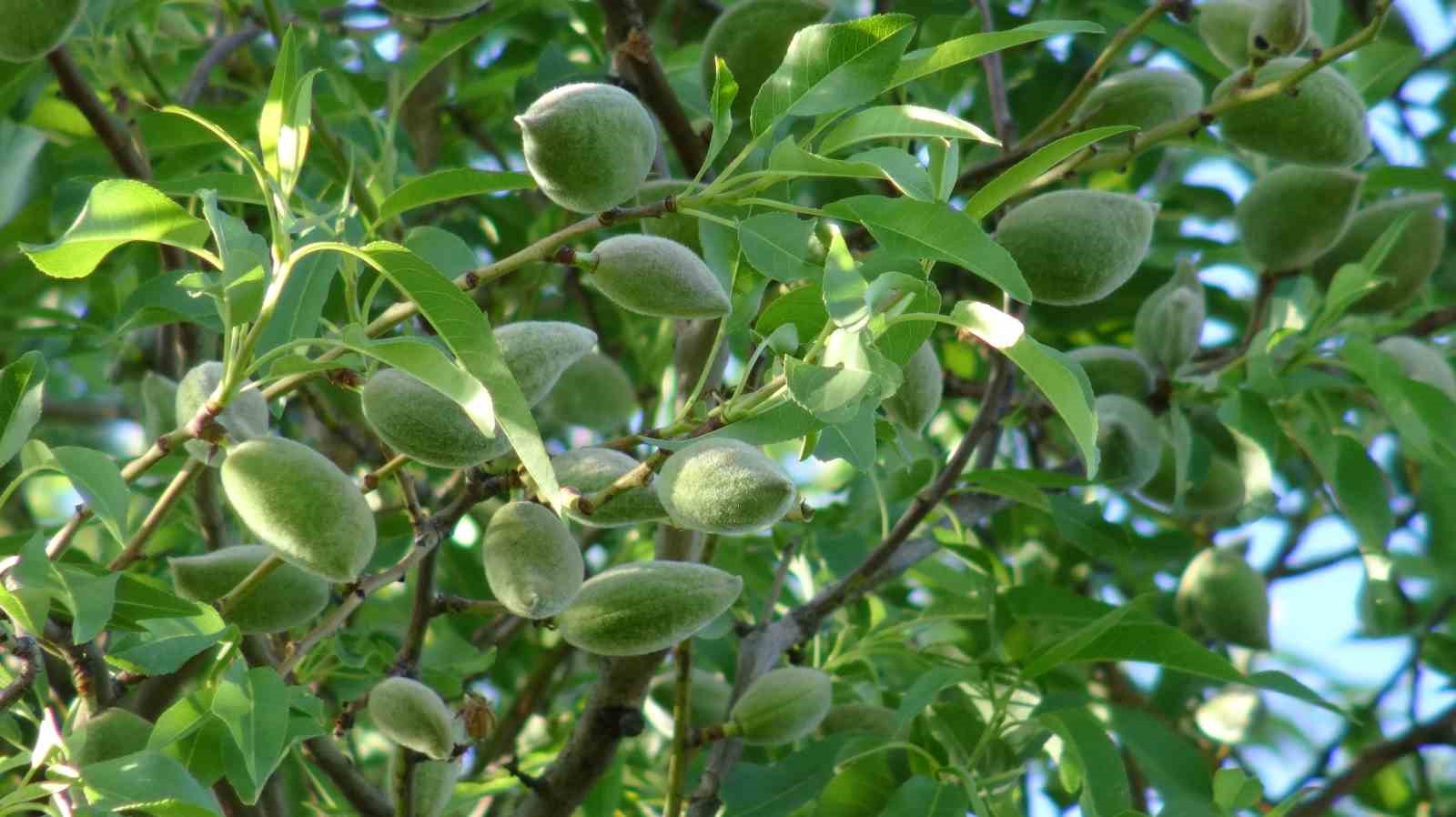 Gerc&uuml;ş&rsquo;te badem &ccedil;ift&ccedil;inin y&uuml;z&uuml;n&uuml; g&uuml;ld&uuml;rd&uuml;
