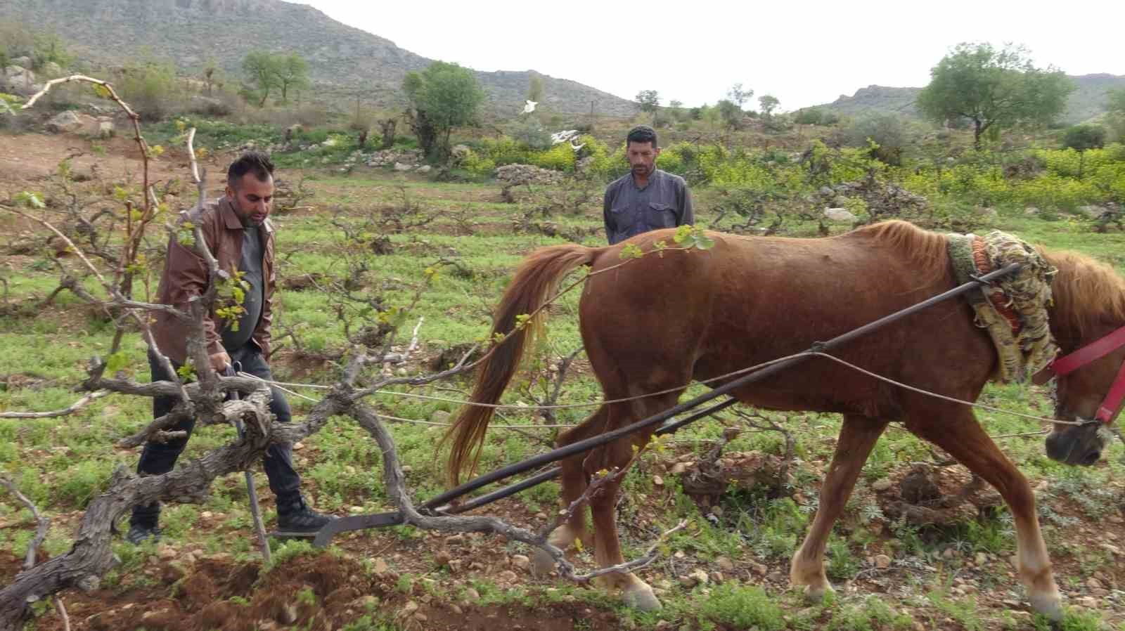 Traktörün giremediği tarlalar atla sürülüyor