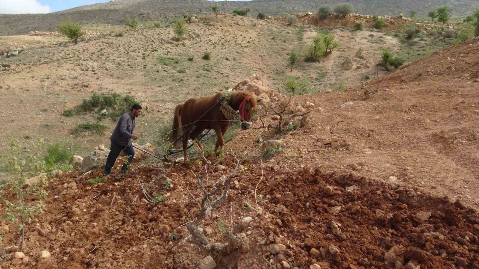Traktörün giremediği tarlalar atla sürülüyor