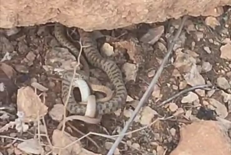 Engerek yılanı avlanırken görüntülendi