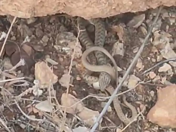 Engerek yılanı avlanırken görüntülendi
