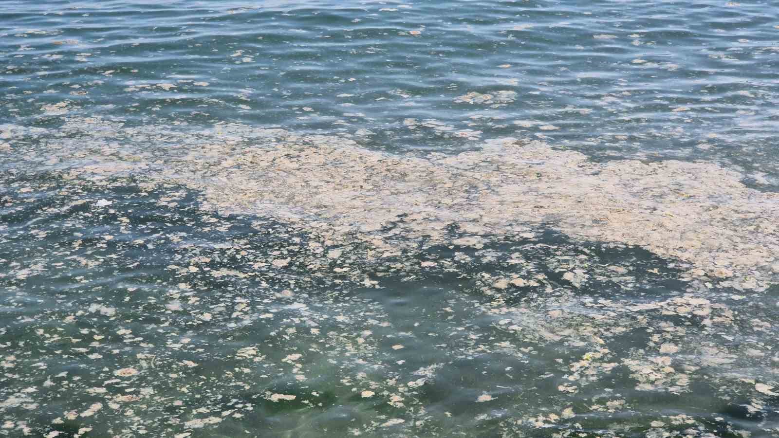Tekirdağ kıyılarında müsilaj benzeri beyaz tabaka tedirgin etti
