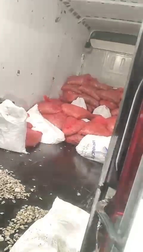 Samsun’da 1 ton 300 kilo kaçak midye ele geçirildi