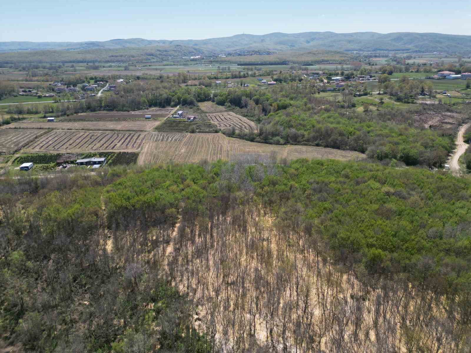 Çatalca’da ormana dökülen atık sular ağaçları kuruttu